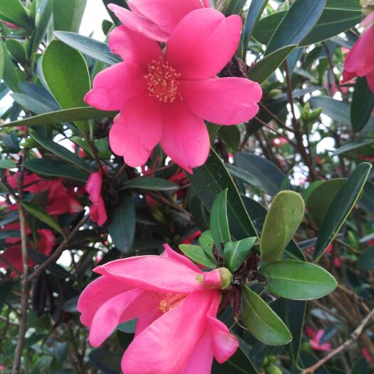 灵山县茶花树  四季红山茶 美丽怡人