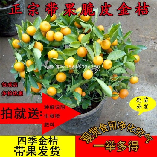 平邑县脆皮金桔苗  四季带果金桔盆栽地栽