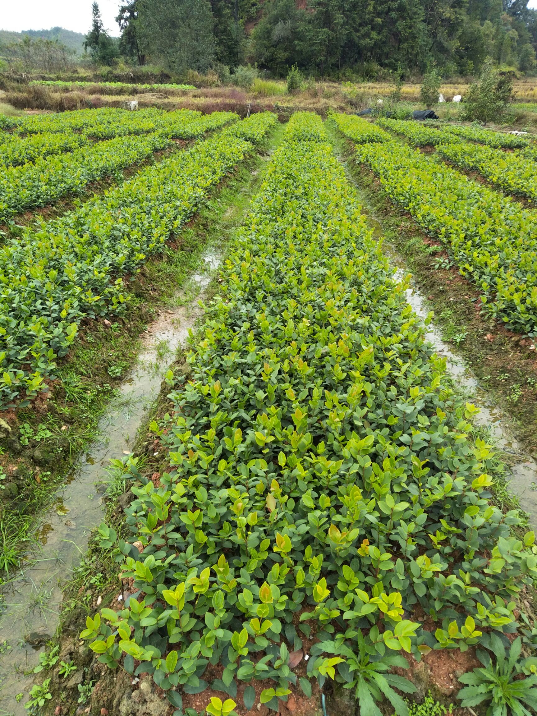 茶树苗  高产嫁接油茶苗