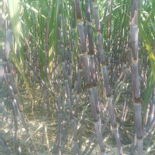 成武县 真正适合北方种植甘蔗