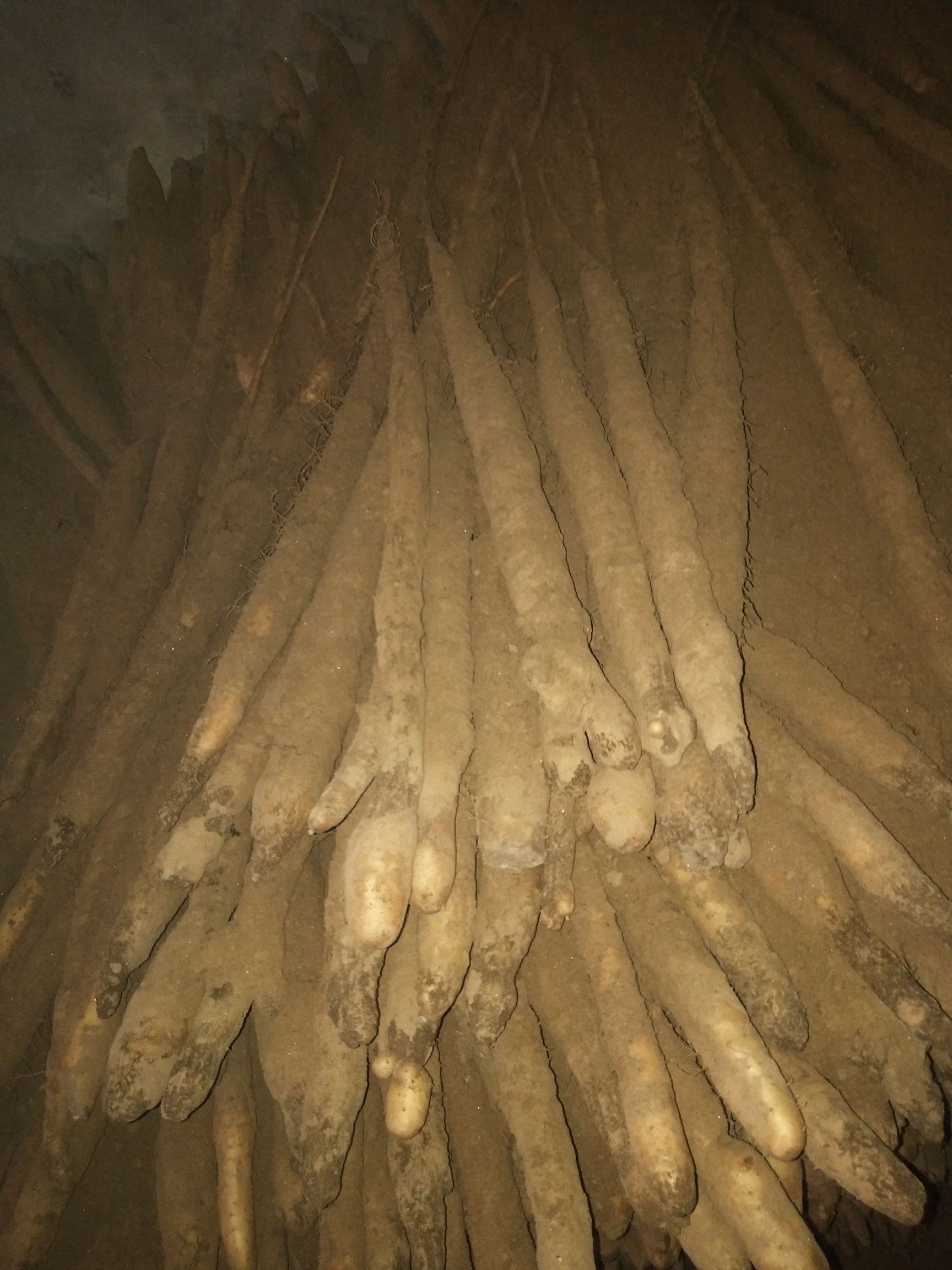 小白嘴白山药 40~50cm