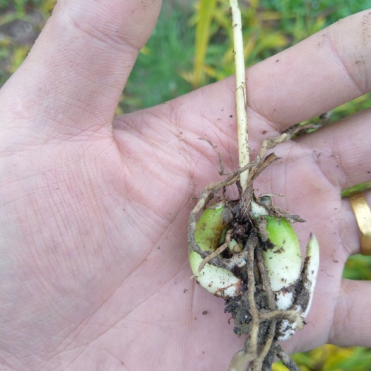 宁强县白芨苗 紫花三叉白芨苗 四川绵阳白芨小苗