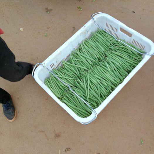昆明白花四季豆 10cm以上