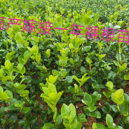 茶树苗  高产嫁接油茶苗
