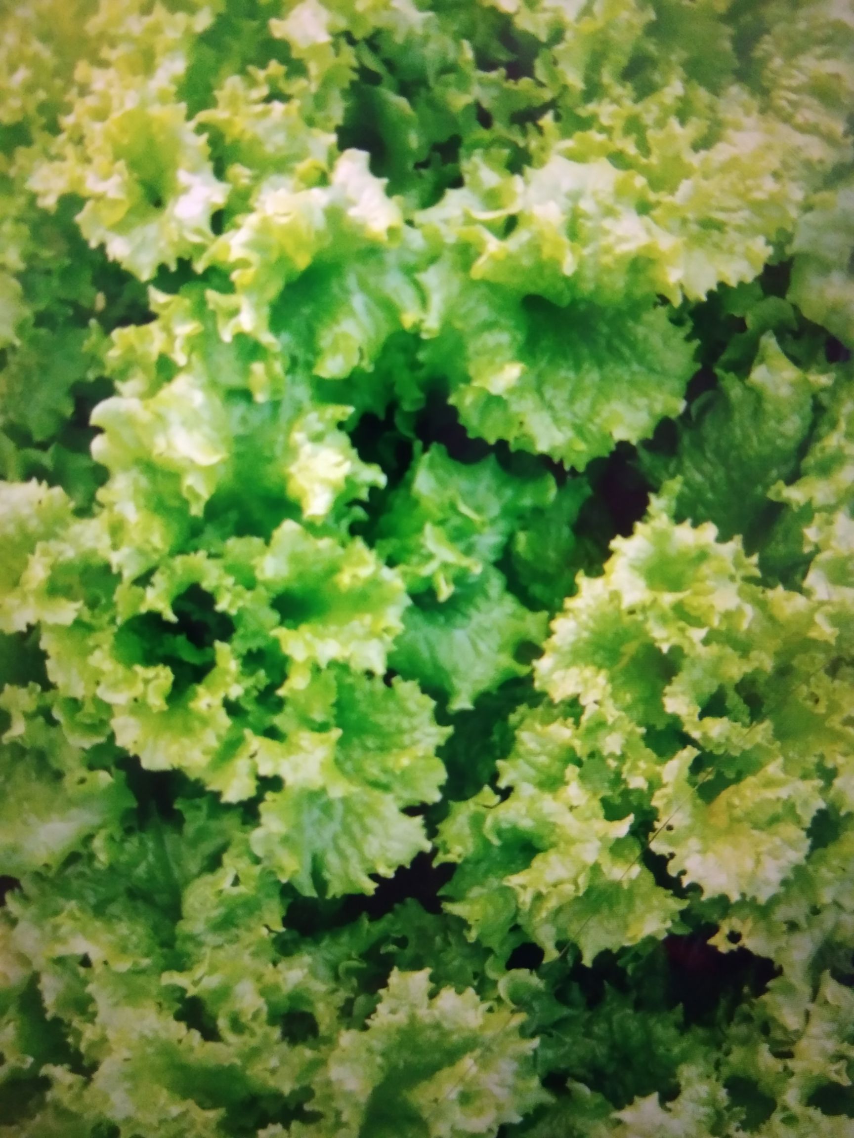 散叶生菜 5~6两