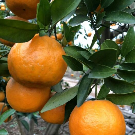 当阳市椪柑  鲜果，果面干净，颜色靓丽