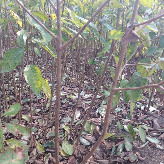泰安软枣苗，软枣实生苗，用来嫁接各种柿子树的钻木