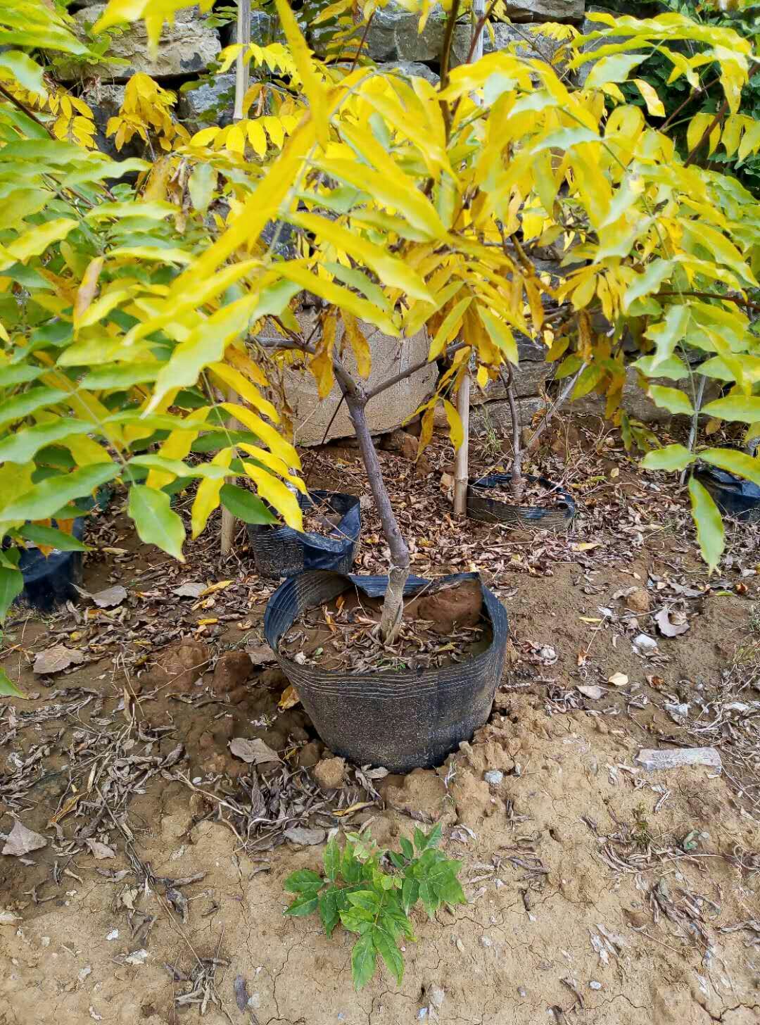 多花紫藤 紫水晶瀑布盆景苗