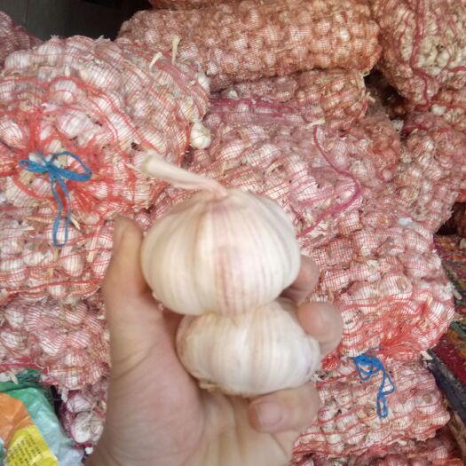 庆城县中牟大蒜 混级统货 多瓣蒜 