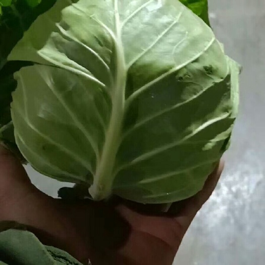 山东甘蓝新鲜上市一手货源商超电商批发大量现货地头现摘现发对接