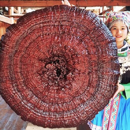 黎平县人工灵芝