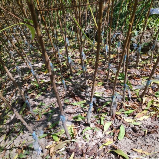 宁波正宗奉化水蜜桃苗