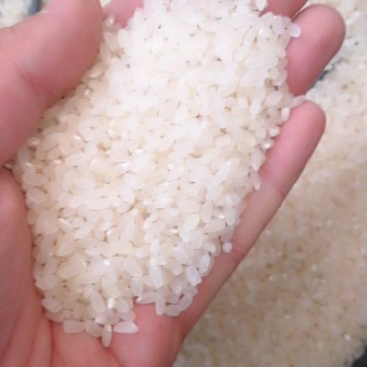 唐山香米 一等品 中稻 粳米