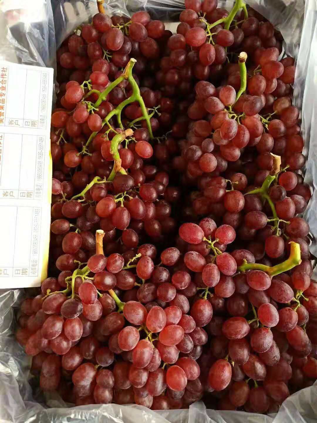龙口红宝石葡萄大量出库，货源充足，产地直供，供应渠道与市场