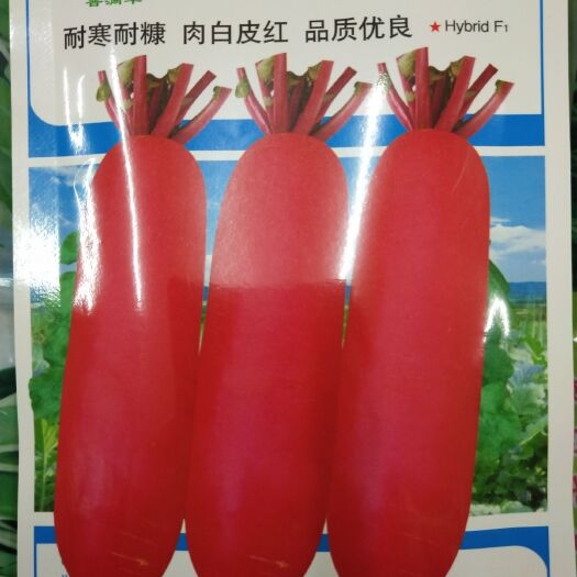 红皮萝卜种子 杂交