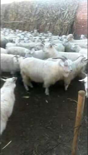 绒山羊 30-50斤