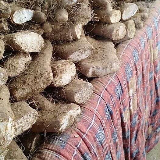 邢台佛手山药 20~30cm
