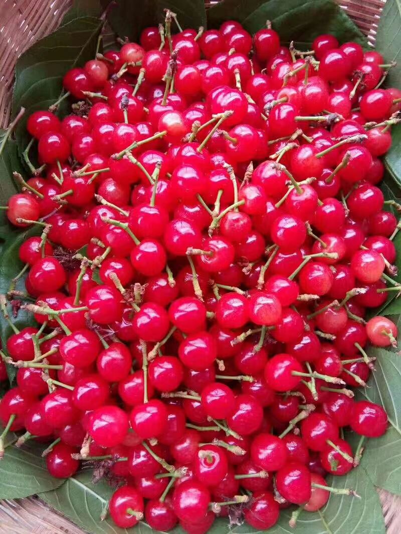 中华樱桃 22-24mm 20g以上