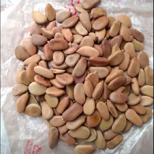 龙州县苏木 新鲜种子