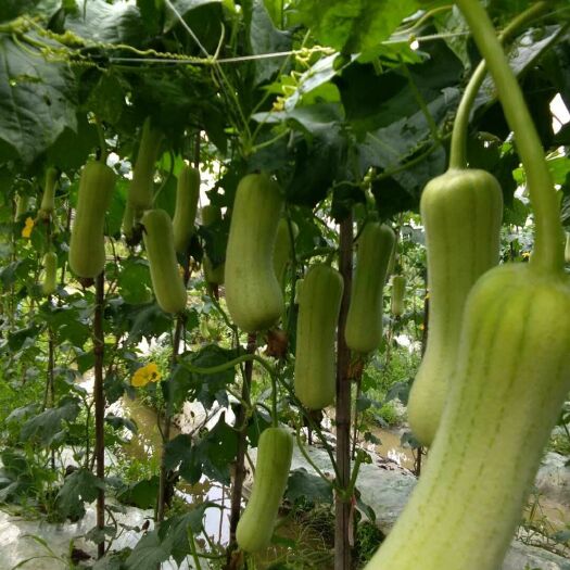 醴陵市白玉丝瓜 30~50cm