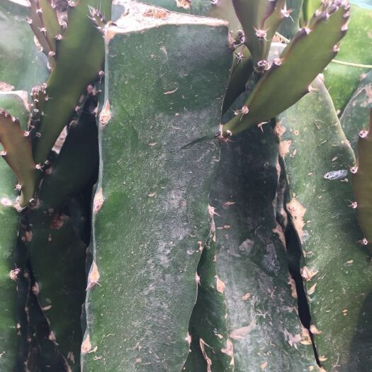 泰安红心火龙果苗