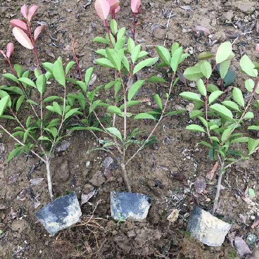 沭阳县普通红叶石楠  树苗四季常青庭院花园植物红罗宾篱笆苗绿化工程