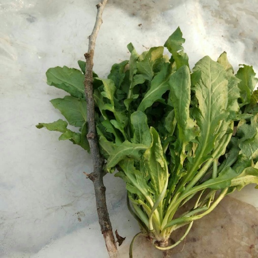 商丘板叶荠菜 5~10cm