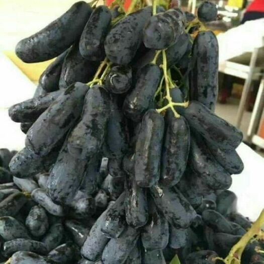 泰安蓝宝石葡萄苗