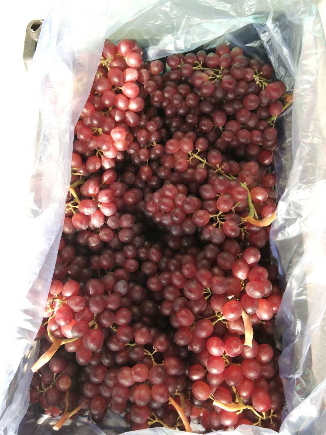 龙口红宝石葡萄大量出库，货源充足，产地直供，供应渠道与市场