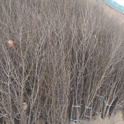 荥阳市河阴软籽石榴树苗