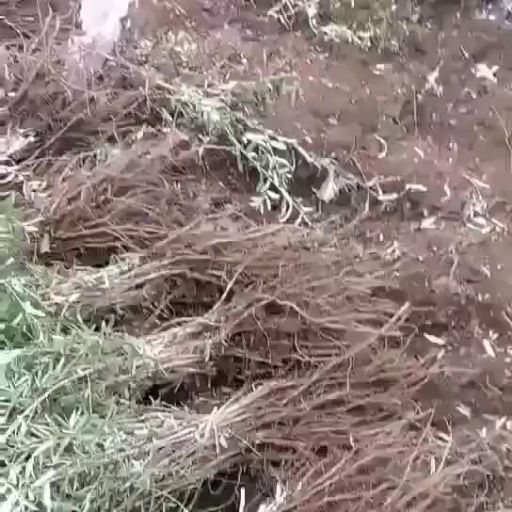 漳县其它苗木 80起步沙棘苗