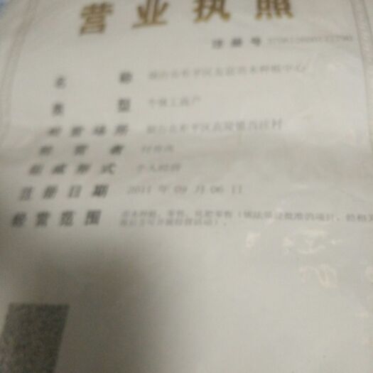 烟台美早苗 大樱桃树苗