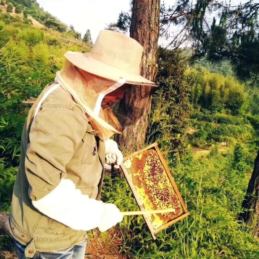 永嘉县 高山自然环境采集蜂蜜