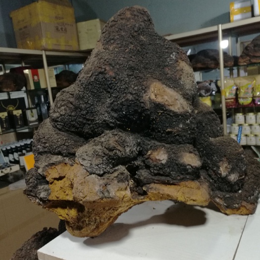 牡丹江白桦茸 整块 散装