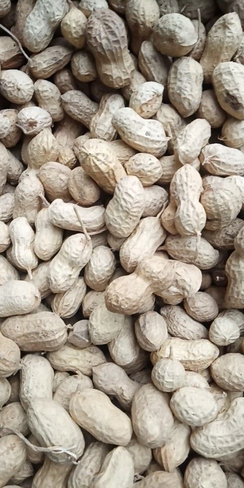 正阳县炒花生 2-3个月