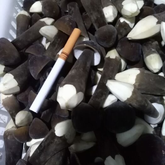 单县鸡枞菌 鲜鸡枞菌