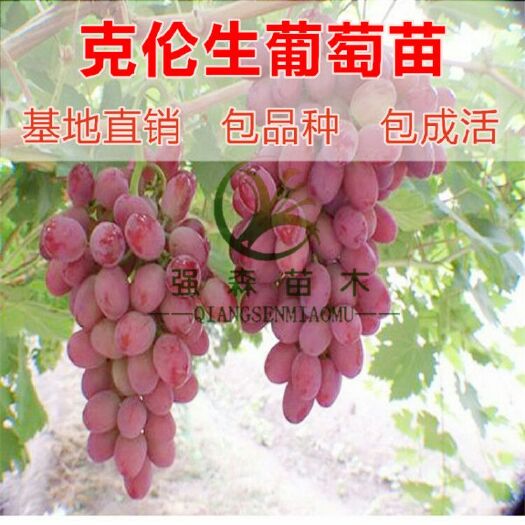 平邑县克伦生无核苗