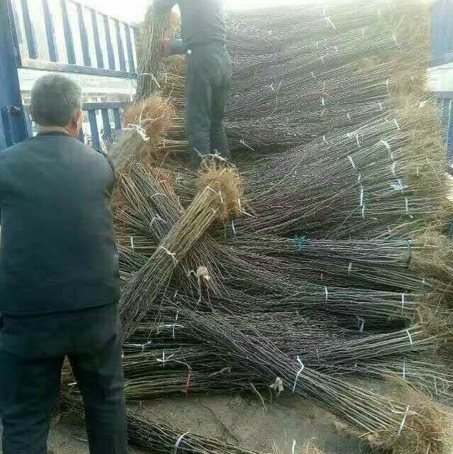 大红袍花椒苗 