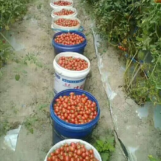 陵水县千禧圣女果