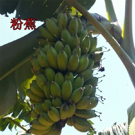灵山县粉蕉苗  安南蕉 西贡蕉 桂蕉