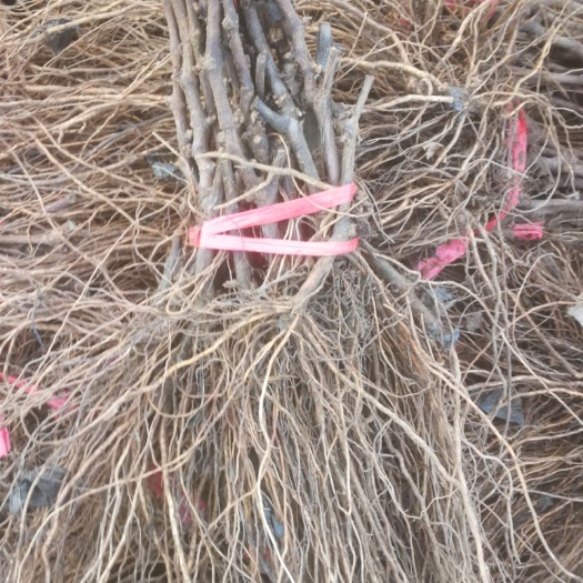 昌黎县夏黑葡萄苗黑提葡萄苗基地直发纯度保证南北方种植早熟丰产嫁接苗