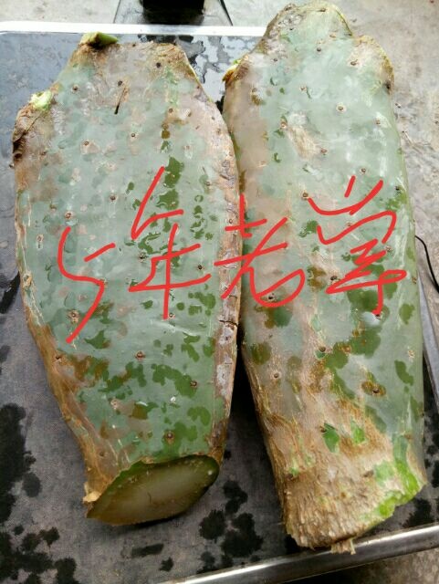 祥云县仙人掌药用灌肤外用内服吸甲醛绿植花卉盆