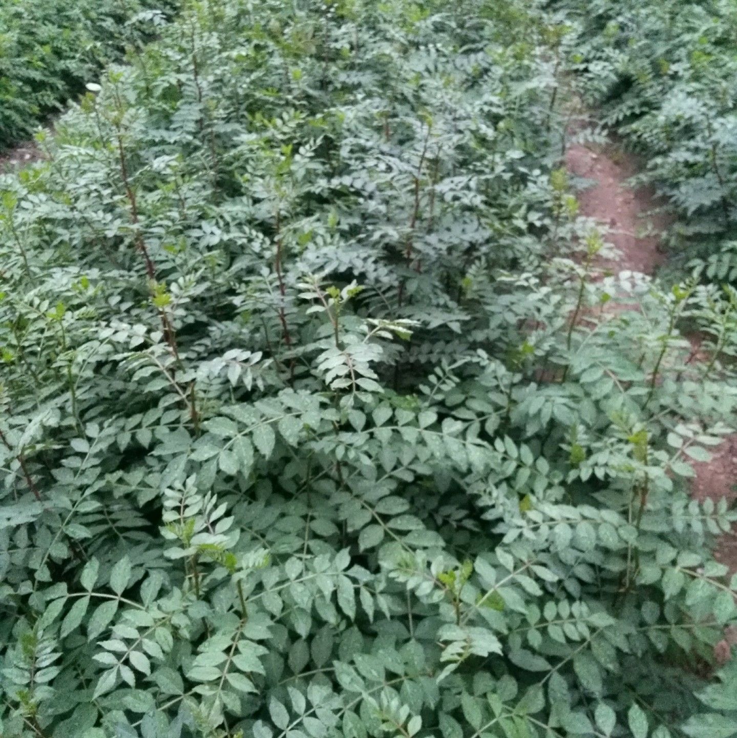 大红袍花椒苗 