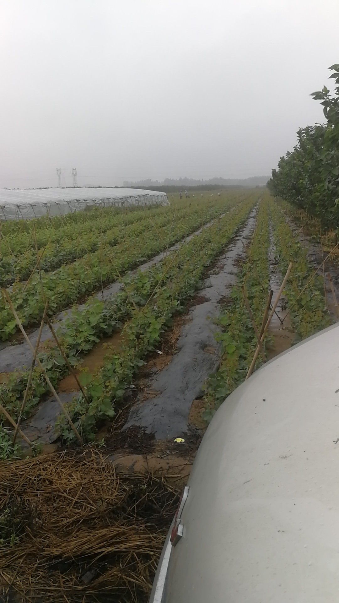 夏黑葡萄苗 实生苗 裸根苗基地直销纯度保证