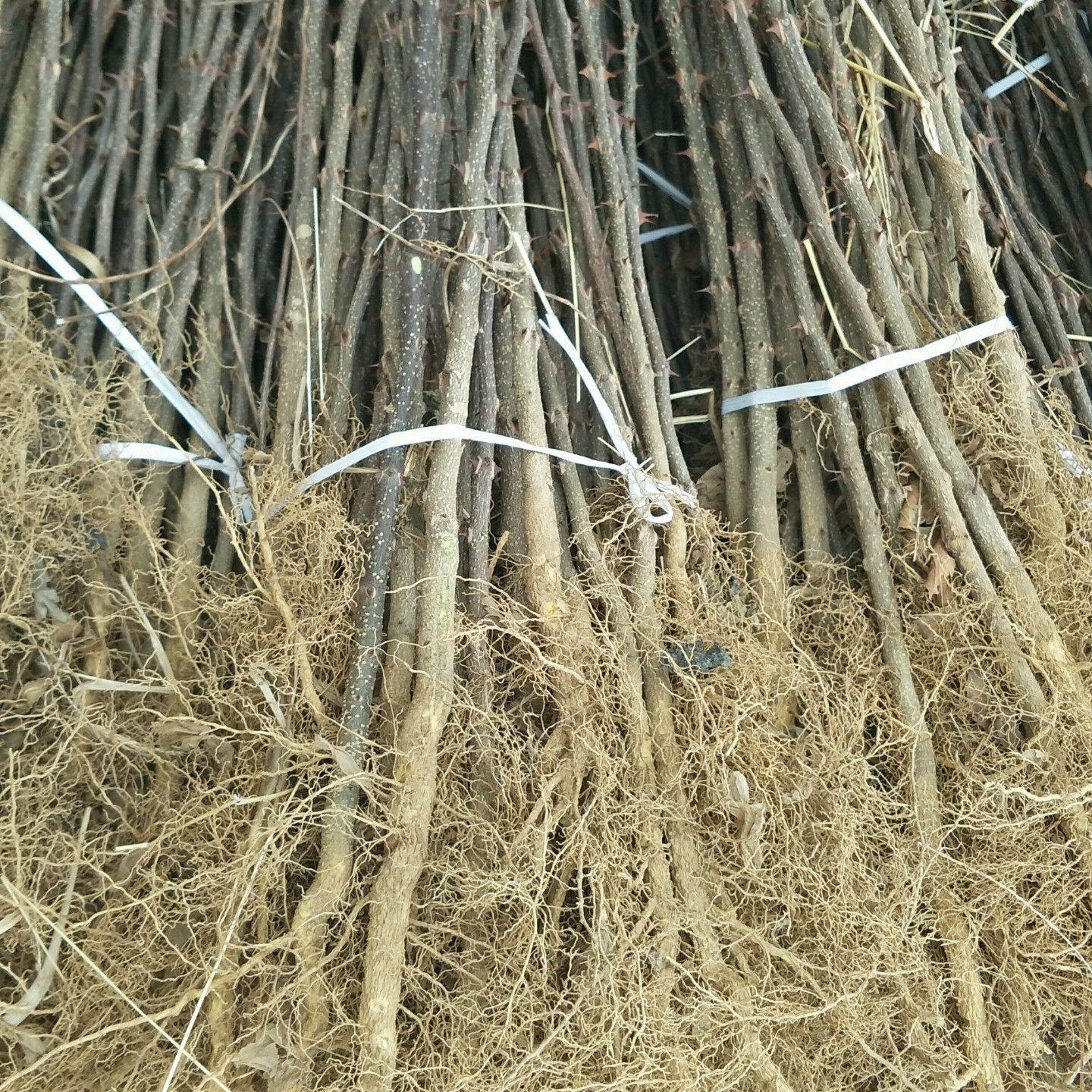 大红袍花椒苗 
