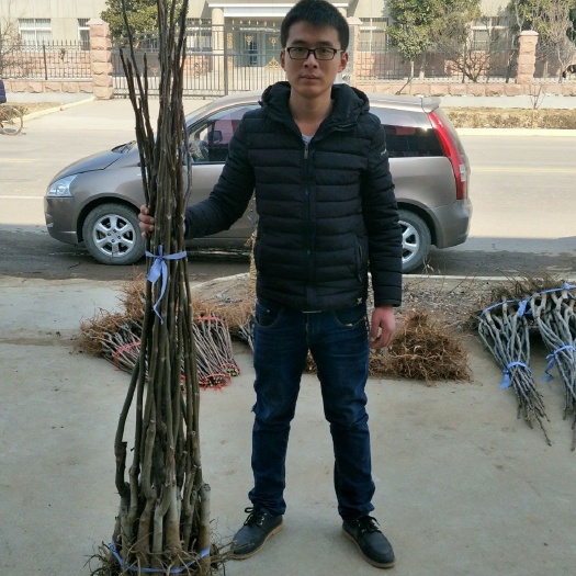 泰安薄皮核桃苗