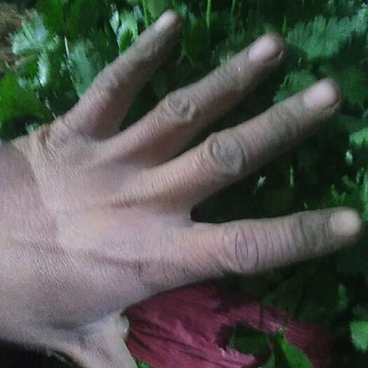 香菜  大叶香莱降价了保证质量有要的联系了