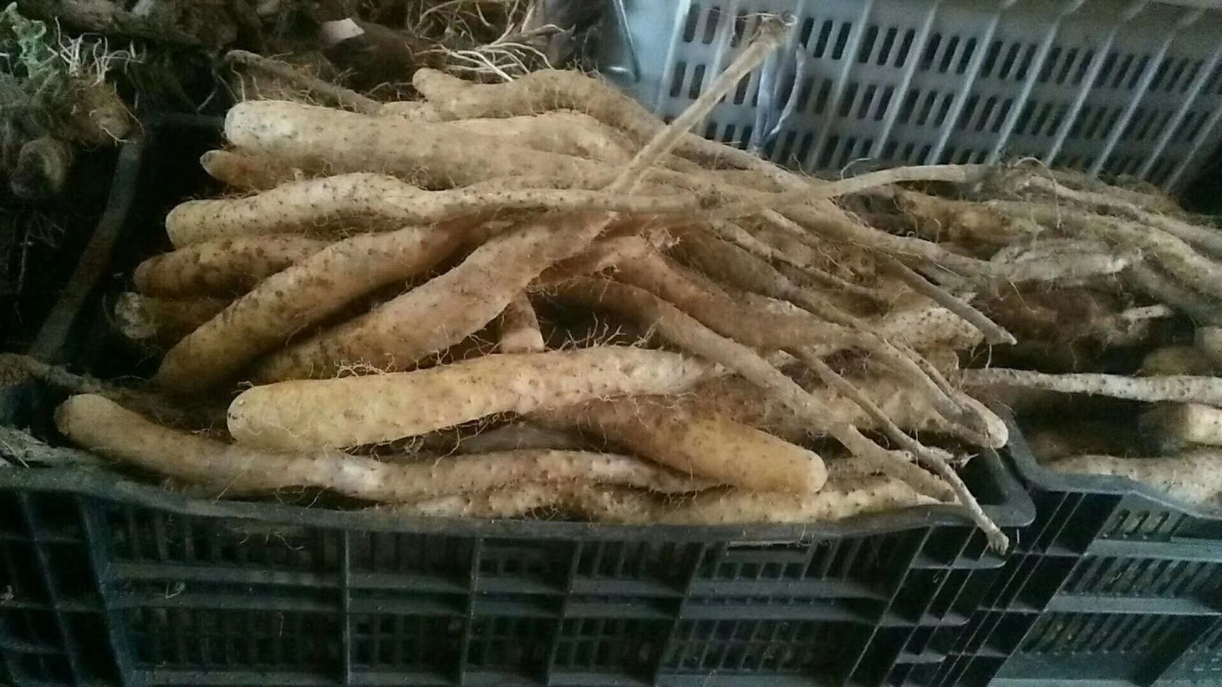 牛尾山药 20~30cm 