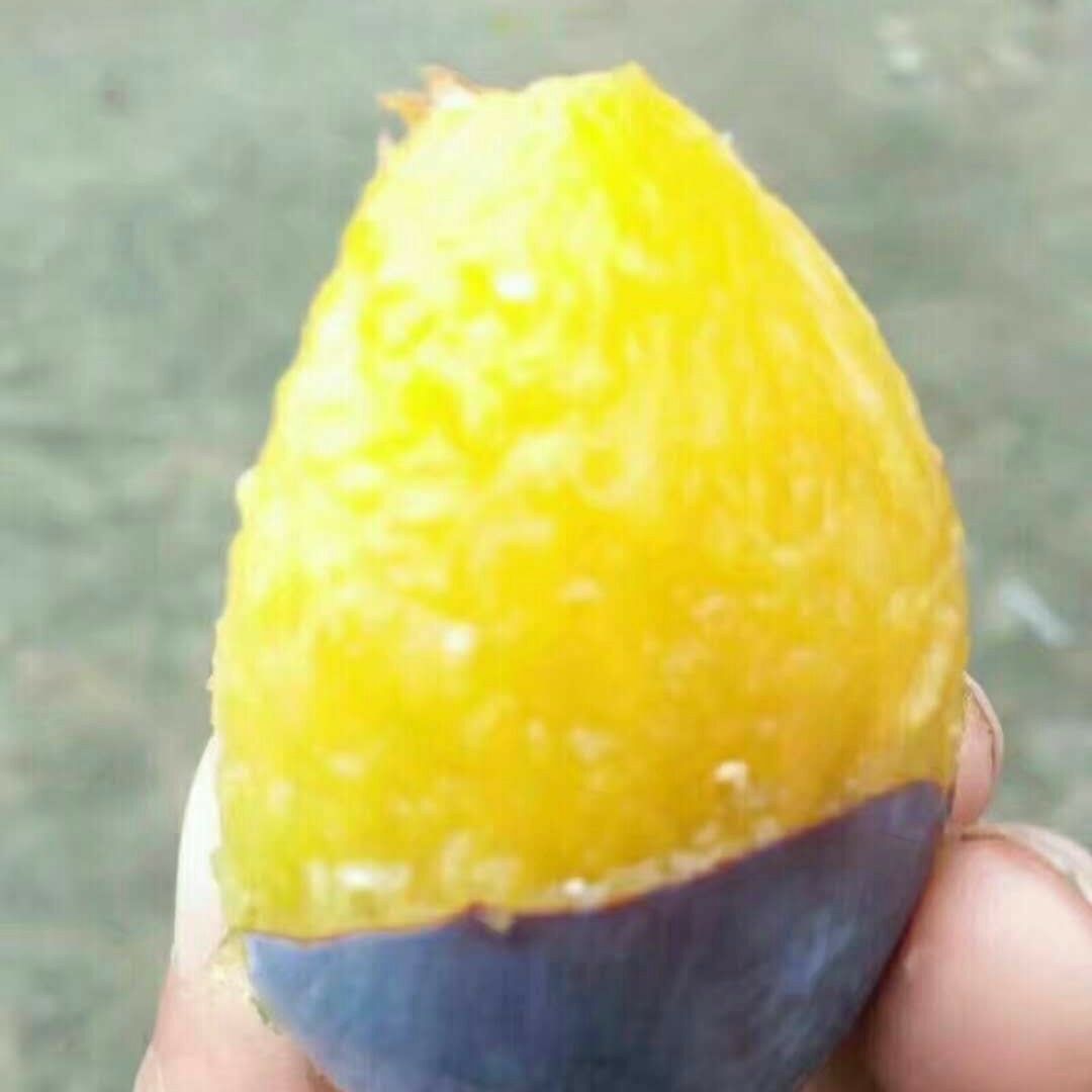 西梅李树苗 