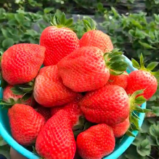 昌黎县红颜草莓 30克以上 40克以上得